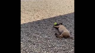 Puppy first time playing with ball