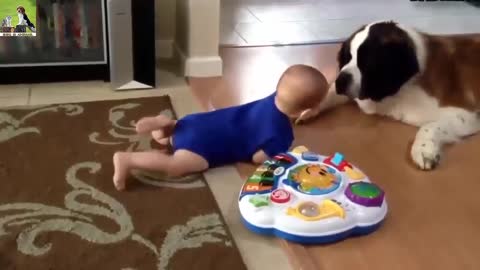 lovely dogs playing with babies #1