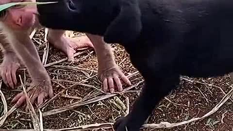 Little Mickey and the Dog on a Walk