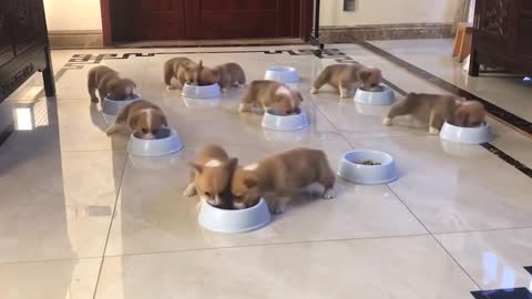 🐶 Cute Puppies Doing Funny Things