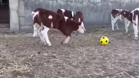 Vaca futbolista