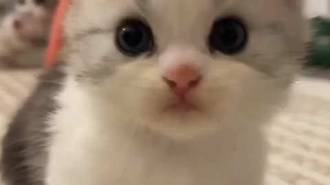 Watch this cute kitten it will melt your heart🥺❤️