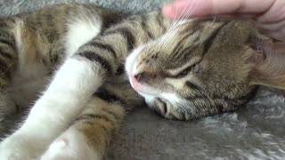 Kitten Purrs and Stretches His Paws