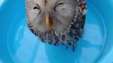 A HAPPY OWL 🤗