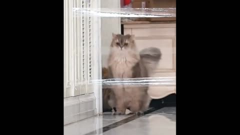 Funny cats with cool music