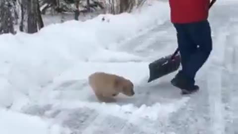 yt1s.com - Cute Puppy Jumps in SNOW Shorts pt64 Golden Retriever_360p