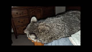 Pet Raccoon - Meet Bob