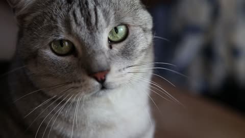 Cute Silver Cat with green eyes