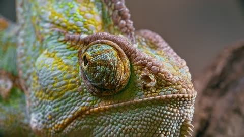 Close-up Footage Of A Chameleon Right Eye _ 4K Video