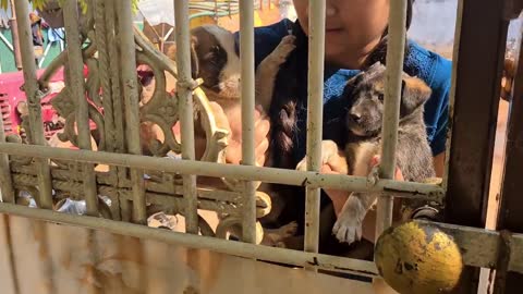 Adopting_street_dog_puppy||funny_puppy_videos||rottweiler_dog.(720p)