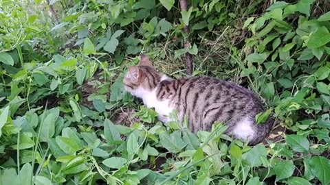 This cute cat eats grass.