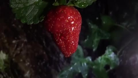 Delicious strawberry