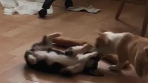 This is the playing of baby dogs 1