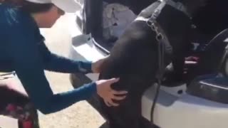 Dog car jump stall