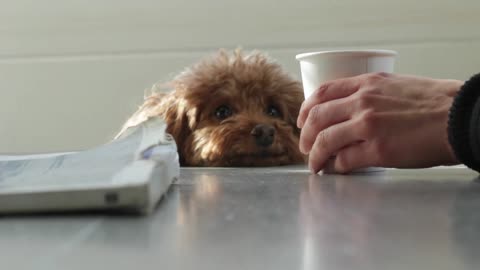 Dog staring at a latte