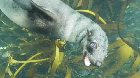 Diver Pets Playful Harbor Seal While Swimming Underwaterand songs