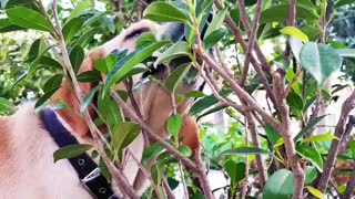 Labrador licking the plant leaves.