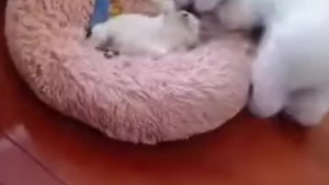 Mama Cat Play With Baby Cat, Funny Video