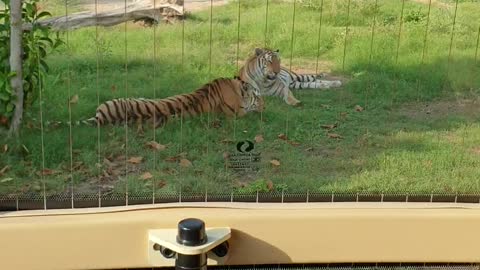 Tiger in dubai safari park