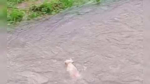 What oh my God ! Little puppy falls into the water