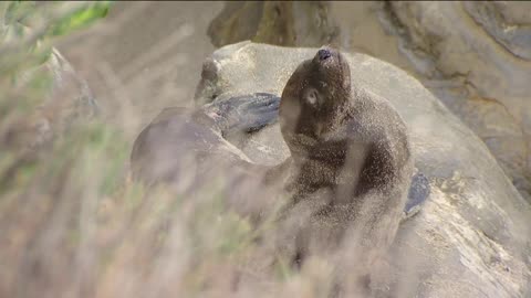 Debate Continues Over La Jolla Cove Beach As Sea Line Pups Found Dead