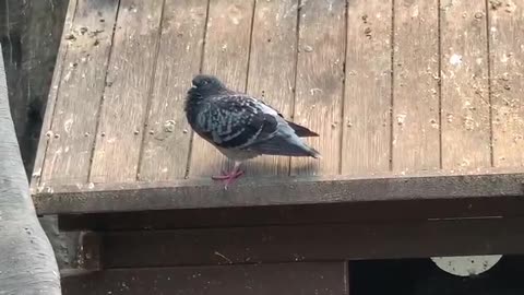 Courtship pigeon