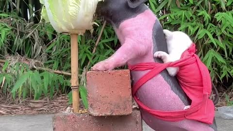 The piglet just treats the puppy as his own baby