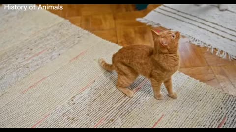 pets new funny free download Funny animal videos History of Animals-2