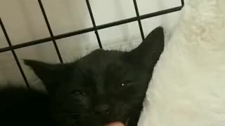 Hissy Kitten is Calmed by a Finger