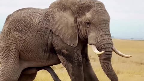 How Elephant Scratches It's Belly