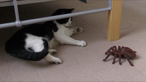 A FUNNY CAT WITH SPIDER STORY