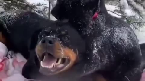 Skillful dog and cat play on the snow 2021 | pet lovers