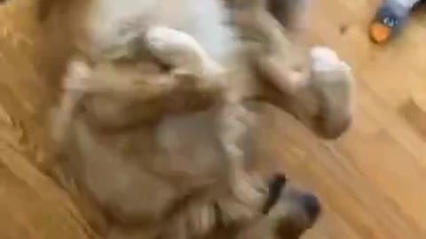 funniest dog ''try not to laugh'' #funny