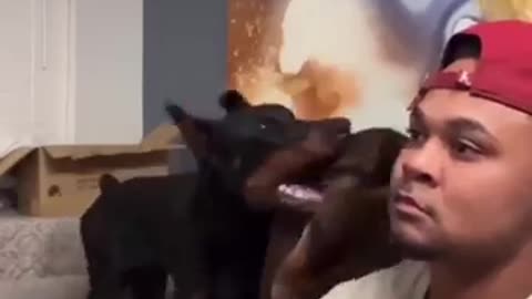 Dog funny video in 2024