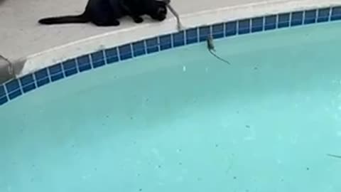 The cat stares at a mouse swimming in the water