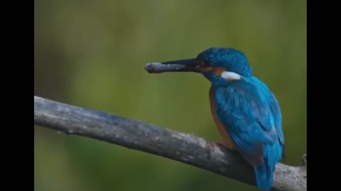 Slow Motion Video of Kingfisher Dived Underwater to Catch a Fish