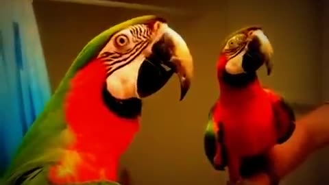 The funny and beautiful parrot!