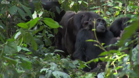 Chimpanzee Cannibalism | Planet Earth | BBC Earth