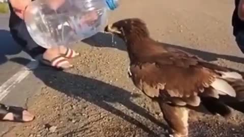 Thirsty Eagle, helpful humans.