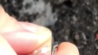 ants in the nails