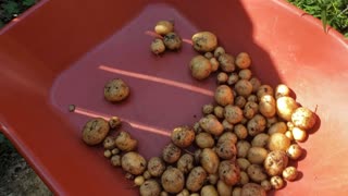 Episode 133 Potatoes