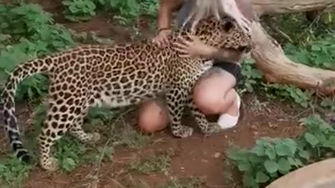 Friendship between leopard and humans😘🥰