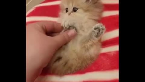 Baby So Cute Cat