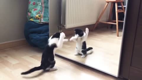 Funny Cat And mirror Video|Funny video