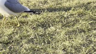 Seagulls climbing