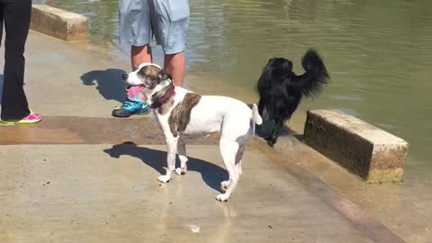Dog afraid of water?