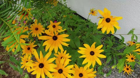 sunflower in korea