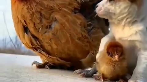 The story of dog baby and chicken baby