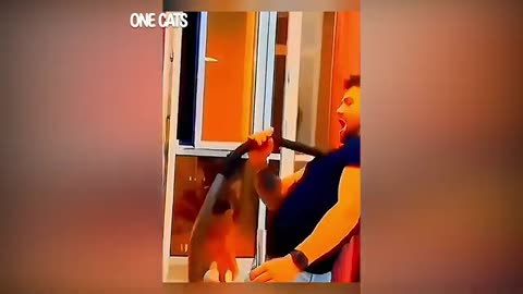 Funniest Animals 2024 🤣😅 New Funny Cats and Dogs Videos