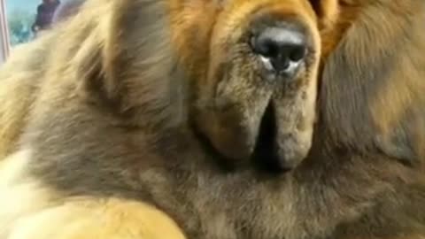 World's biggest & deadliest dog #short#viral#dog#animal